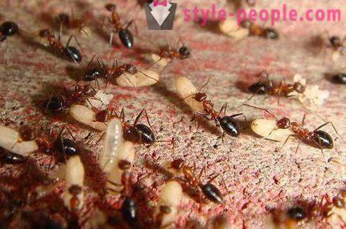 Minyak semut untuk penyingkiran rambut: ulasan, arahan, kontra