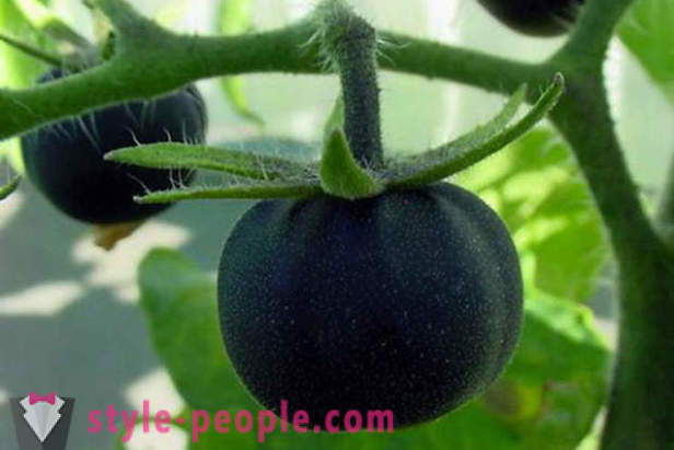 Tomato hitam gred luar biasa