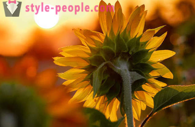 Mengapa bunga matahari beralih ke arah matahari