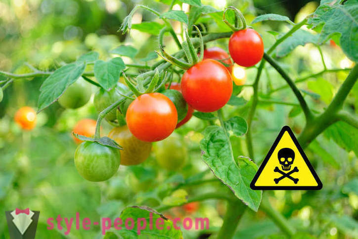 Ini adalah berbahaya untuk makan tomato?