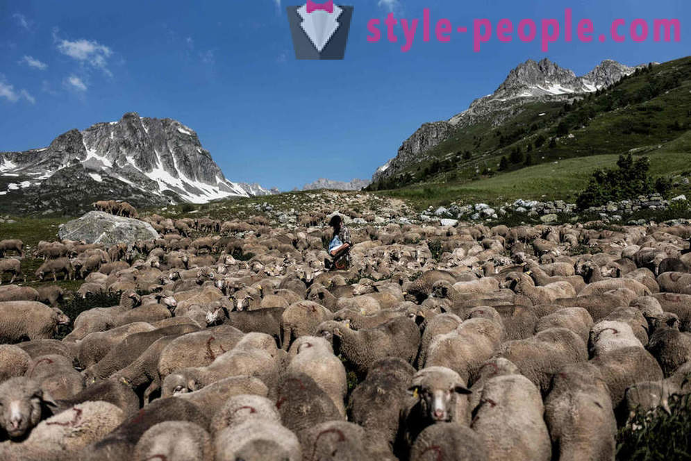 Kehidupan gembala di Alps