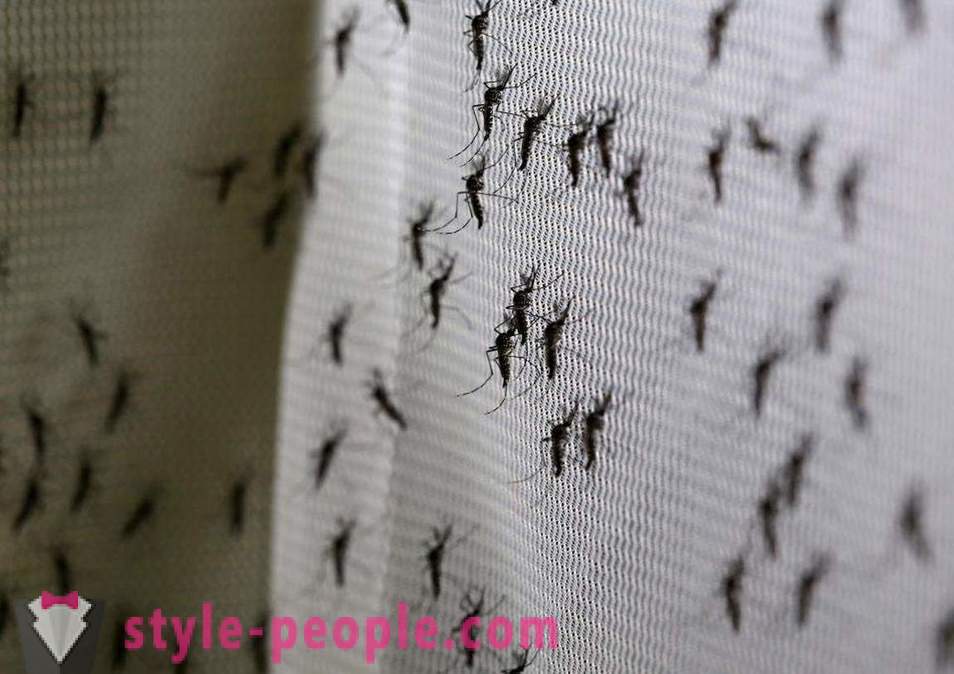 Bill Gates telah memperuntukkan berjuta-juta dolar untuk mencipta pembunuh nyamuk