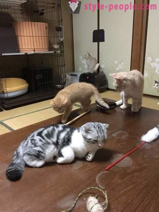 Jepun hotel, di mana anda boleh mengambil kucing untuk disewa