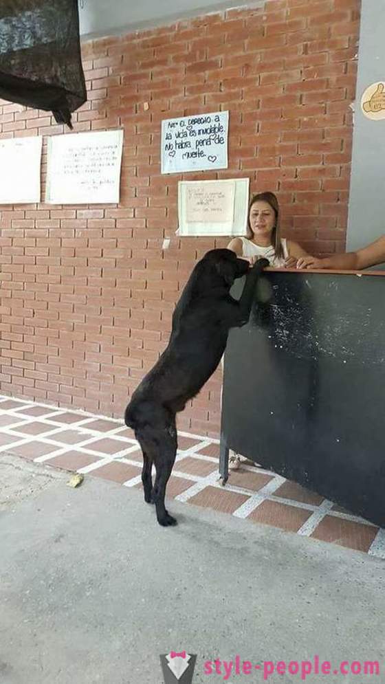 Anjing itu telah belajar untuk membeli makanan untuk mata wang sendiri