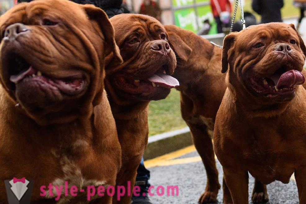 Crufts Dog Show 2018: bagaimana adalah pertunjukan anjing terbesar di Eropah