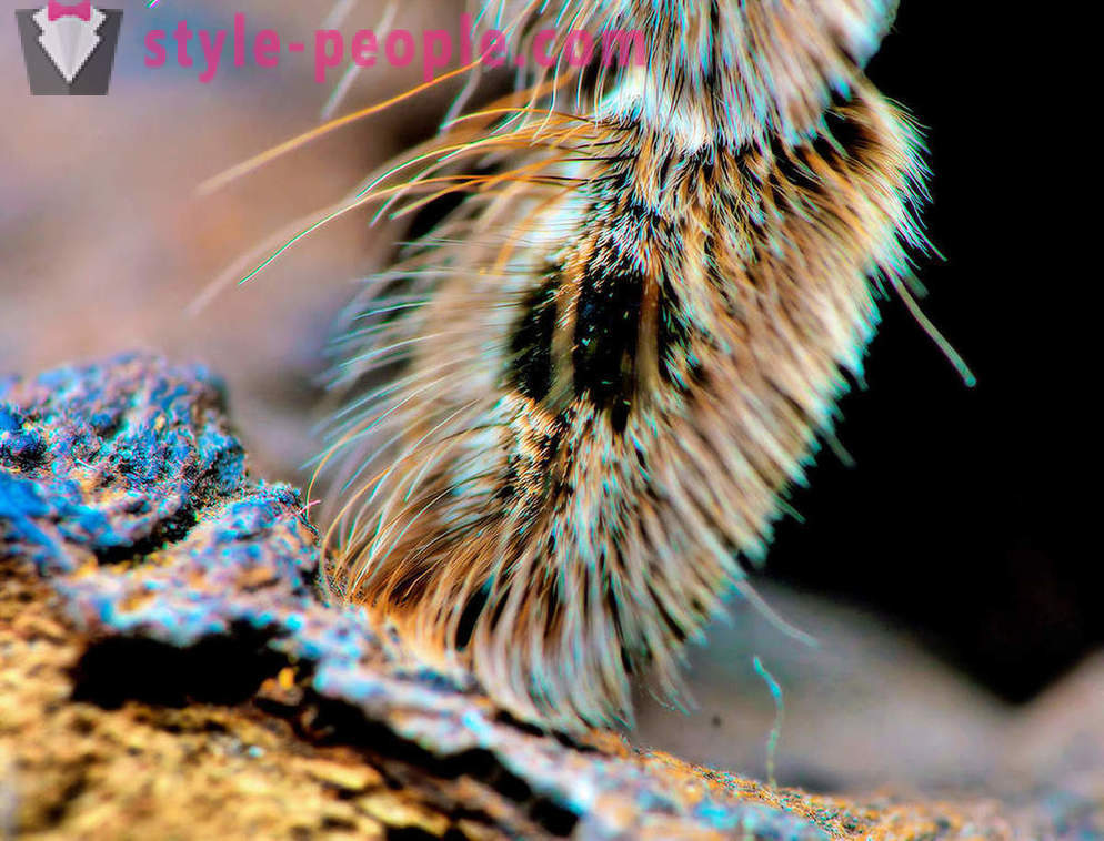 Closeup kaki labah-labah
