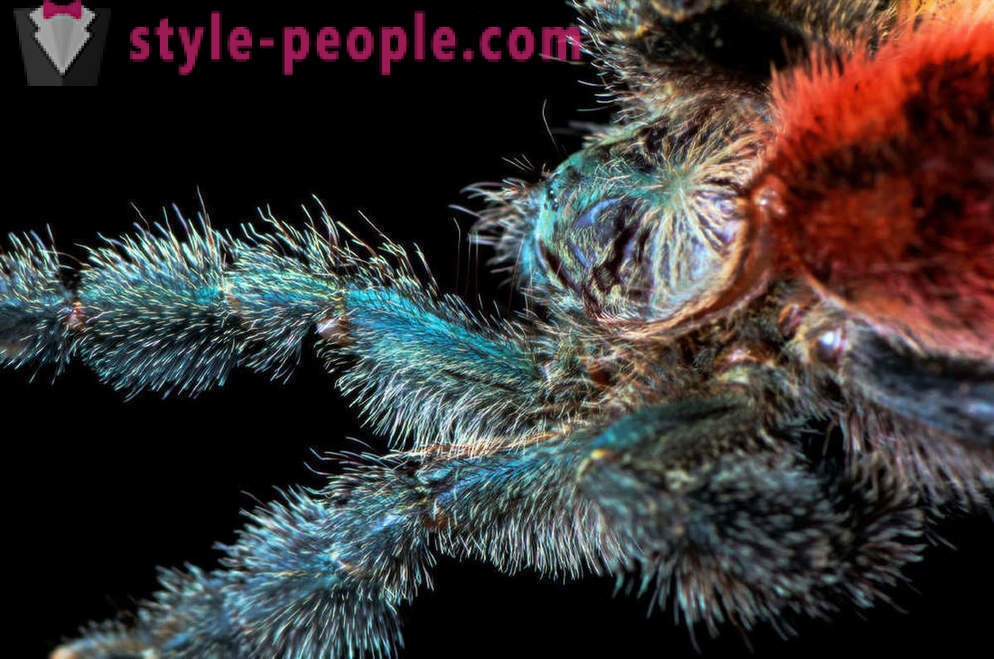 Closeup kaki labah-labah