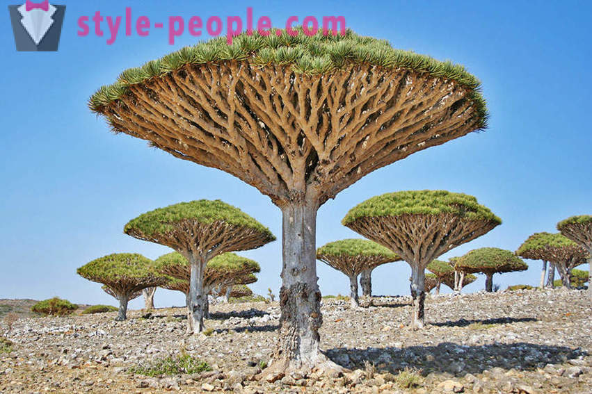 Keindahan yang menakjubkan pokok dari seluruh dunia