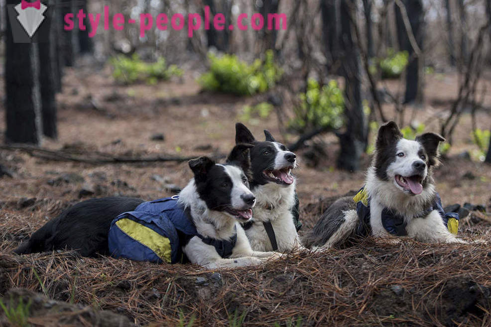 Anjing membantu memulihkan hutan Chile