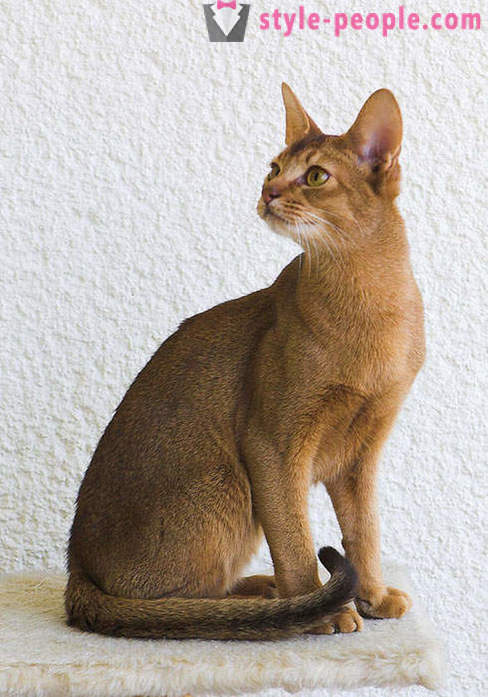 Bermain Dr. Moreau: Karaketov - baka yang paling mahal dan jarang ditemui kucing