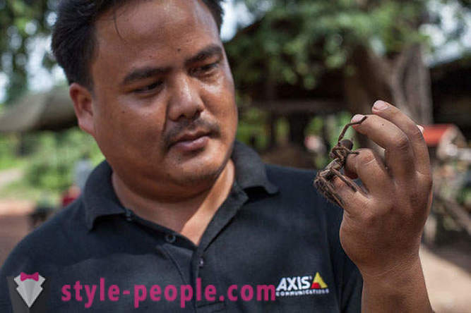 Pemburu Kemboja tarantula