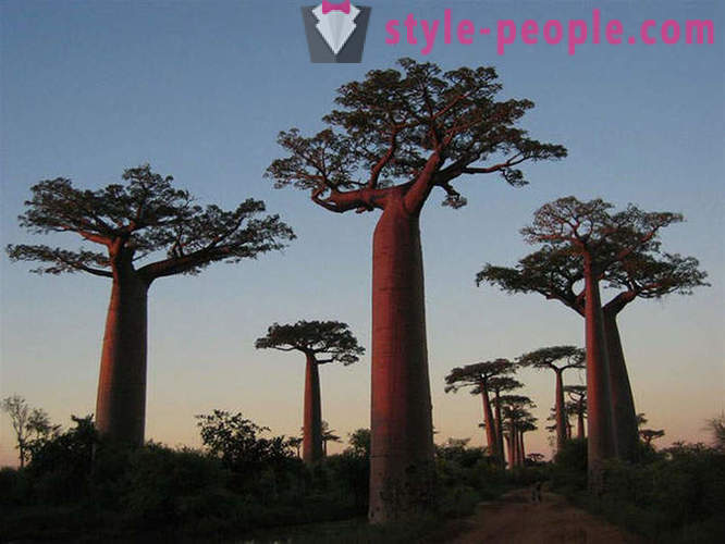 Pokok-pokok yang paling hebat di dunia