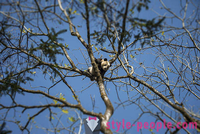 Bagaimana untuk mengembangkan panda gergasi di Sichuan