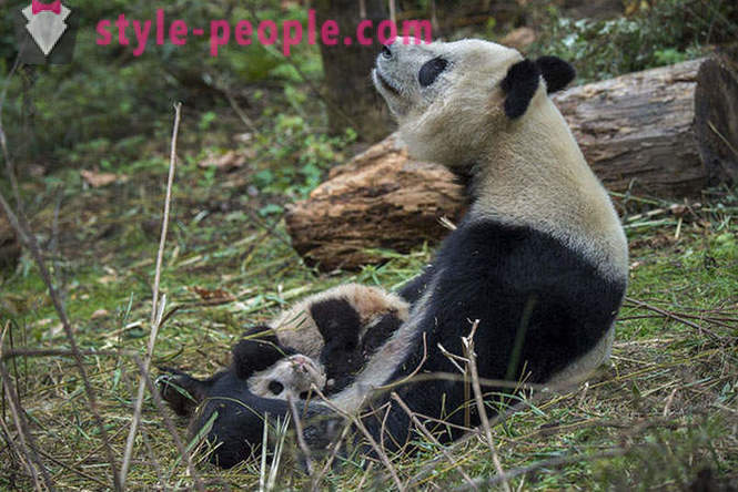 Bagaimana untuk mengembangkan panda gergasi di Sichuan