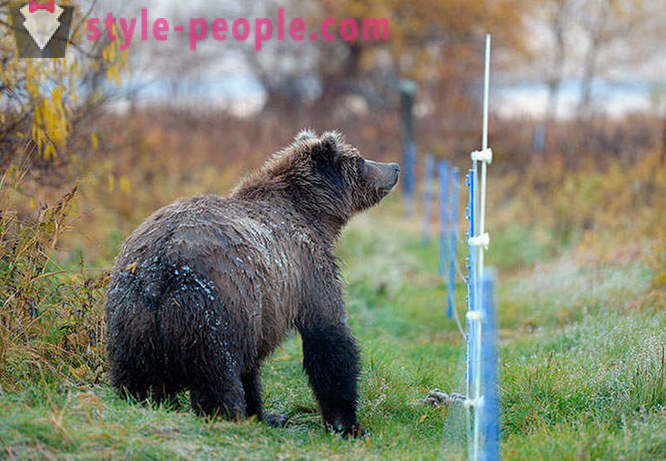 Beruang Kamchatka