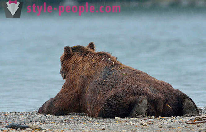Beruang Kamchatka