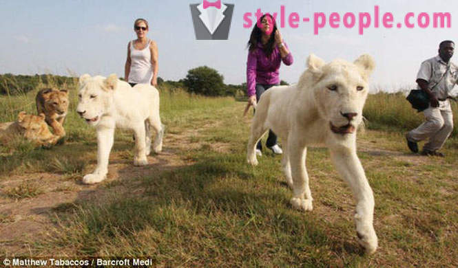 A berjalan kaki di syarikat singa putih