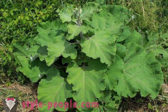 Herba Slimming (25 kg sebulan): Resipi, ulasan. sumber makanan herba