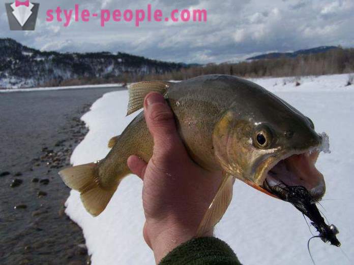 Fishers ambil perhatian: memancing trout pada musim sejuk