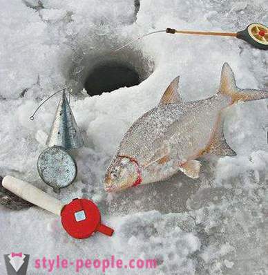 Kerisi memancing di musim sejuk: selok-belok untuk nelayan baru