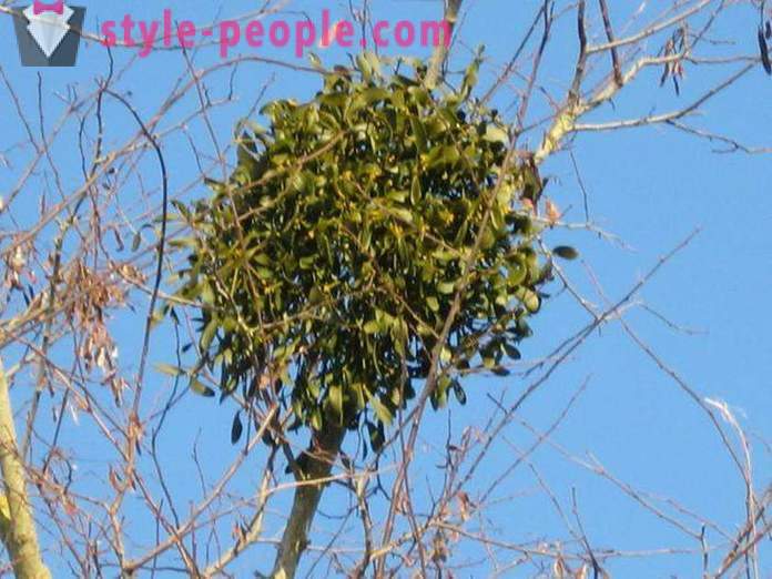 Mistletoe Slimming: Permohonan dan ulasan