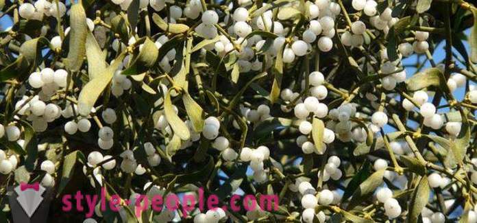 Mistletoe Slimming: Permohonan dan ulasan