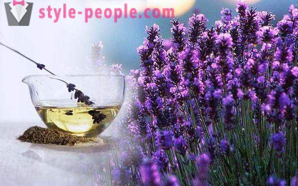 Minyak Lavender: ciri-ciri, aplikasi, ulasan. minyak lavender untuk rambut