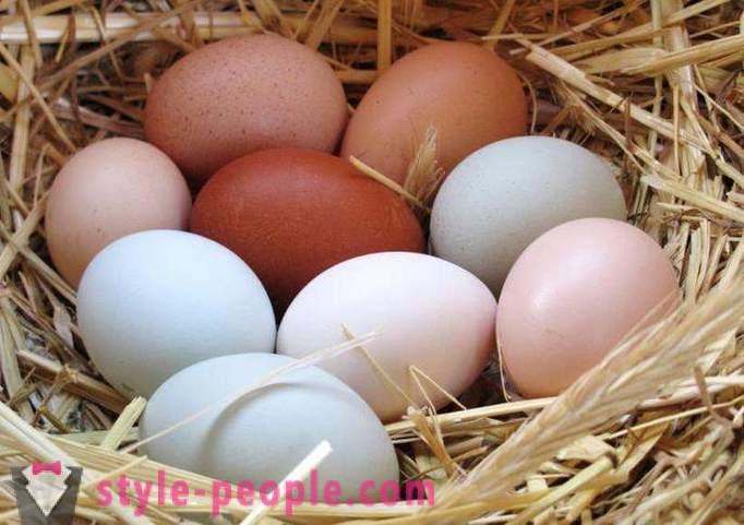 Diet telur: huraian, kebaikan dan keburukan